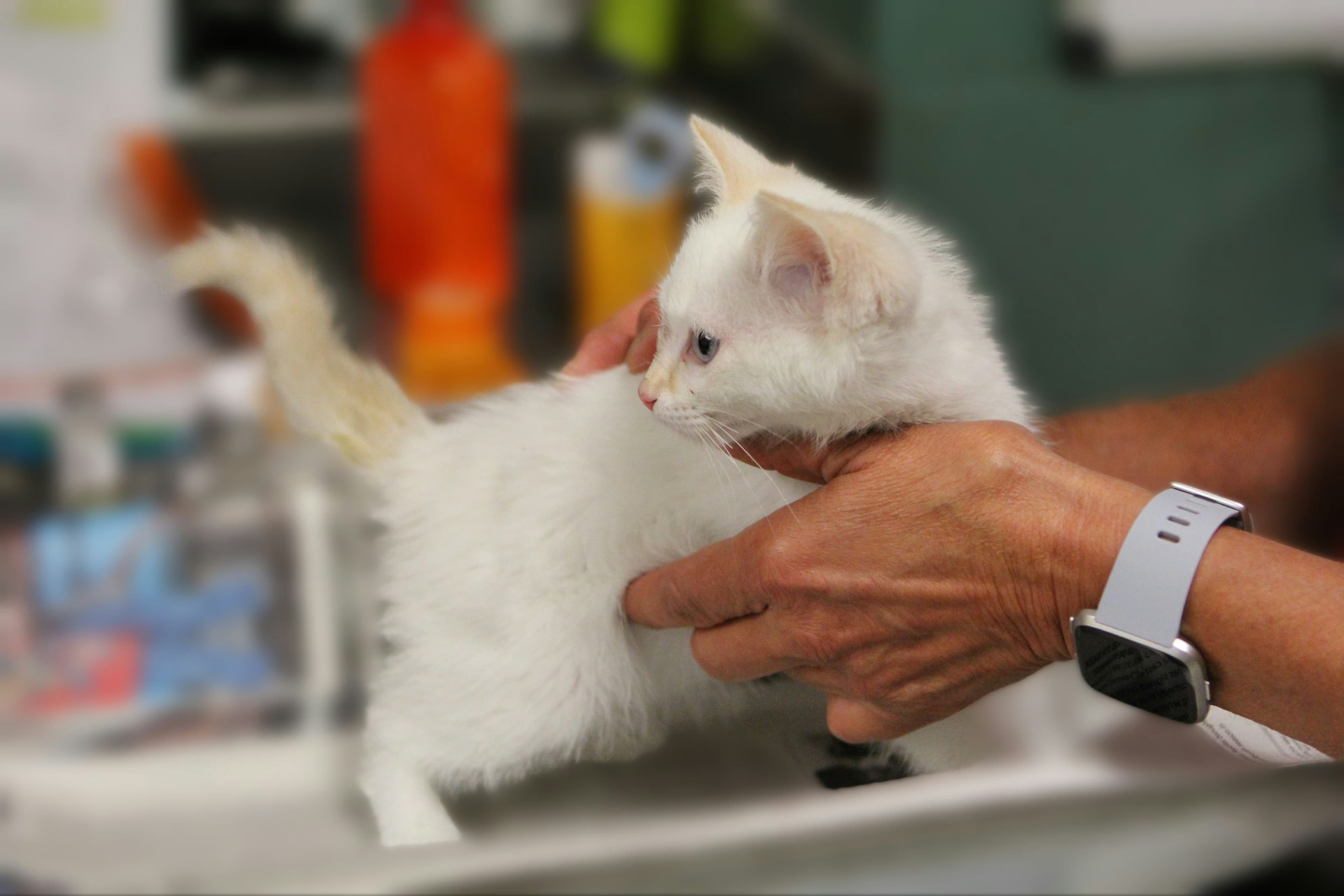 Pet Care & Services